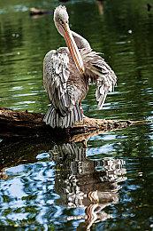 《三角洲行动》黑鹰坠落战役模式上线 全关卡免费玩